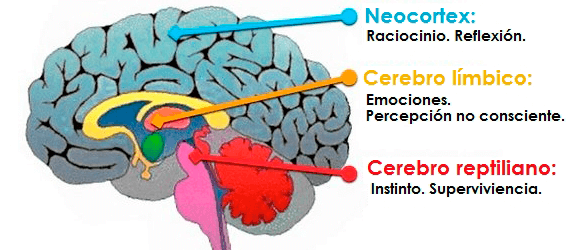 Neuroventas: cómo persuadir al cerebro de tu cliente